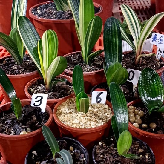 截***图君子兰一物一拍谢谢