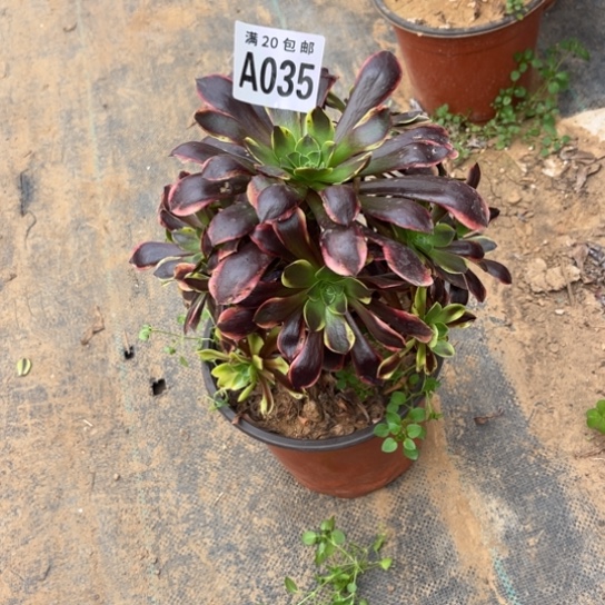 035欧嘉莉不包断枝