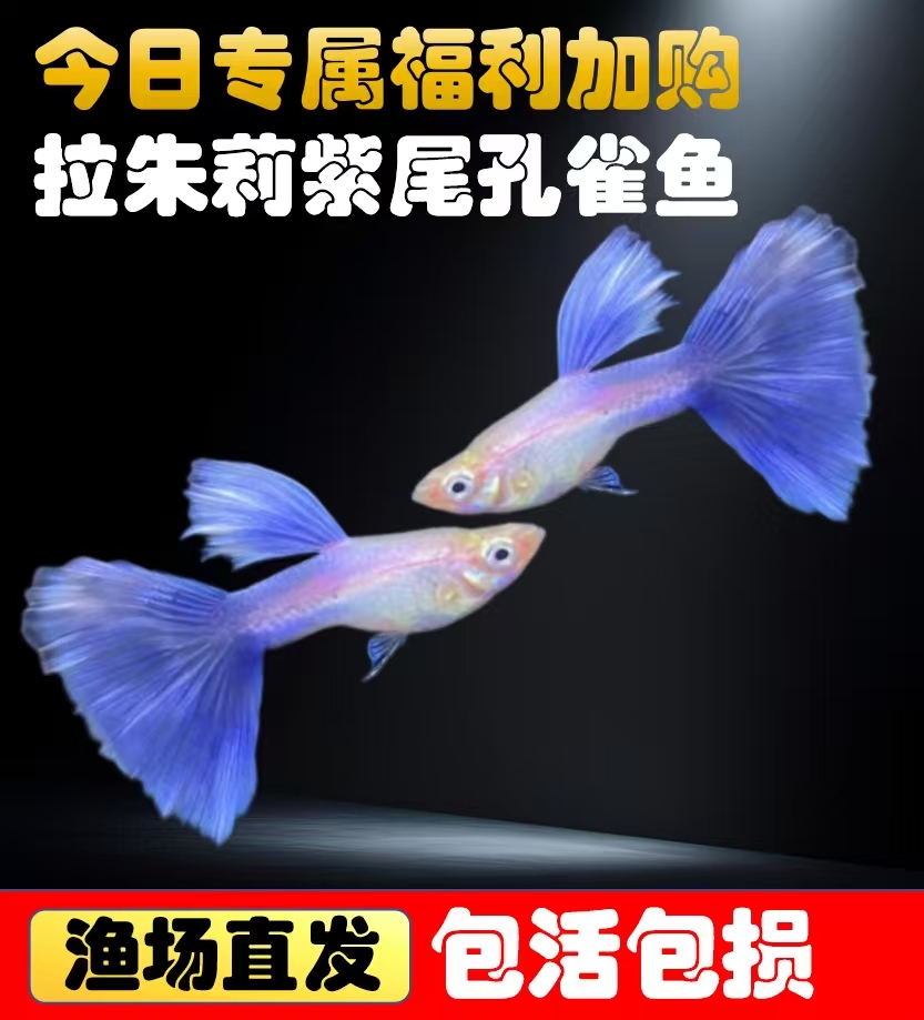【今日仅限直播间限时加购】任意下单限时加购拉朱莉紫尾孔雀鱼1对