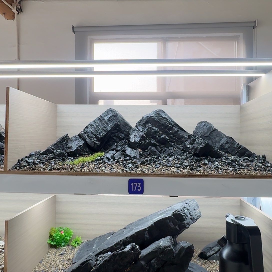 173号造景+40斤1-4