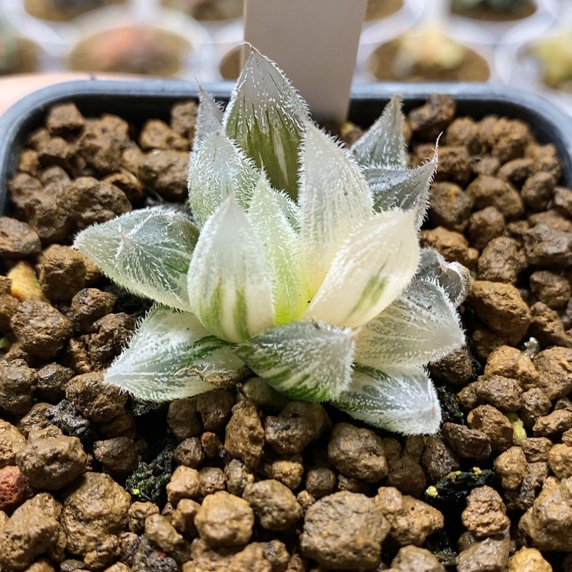 【闪购商品】3毛玉露锦