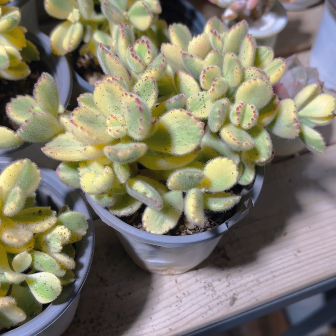 熊锦9cm新疆包邮整桩