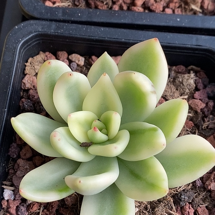 祝之松东云锦多肉植物