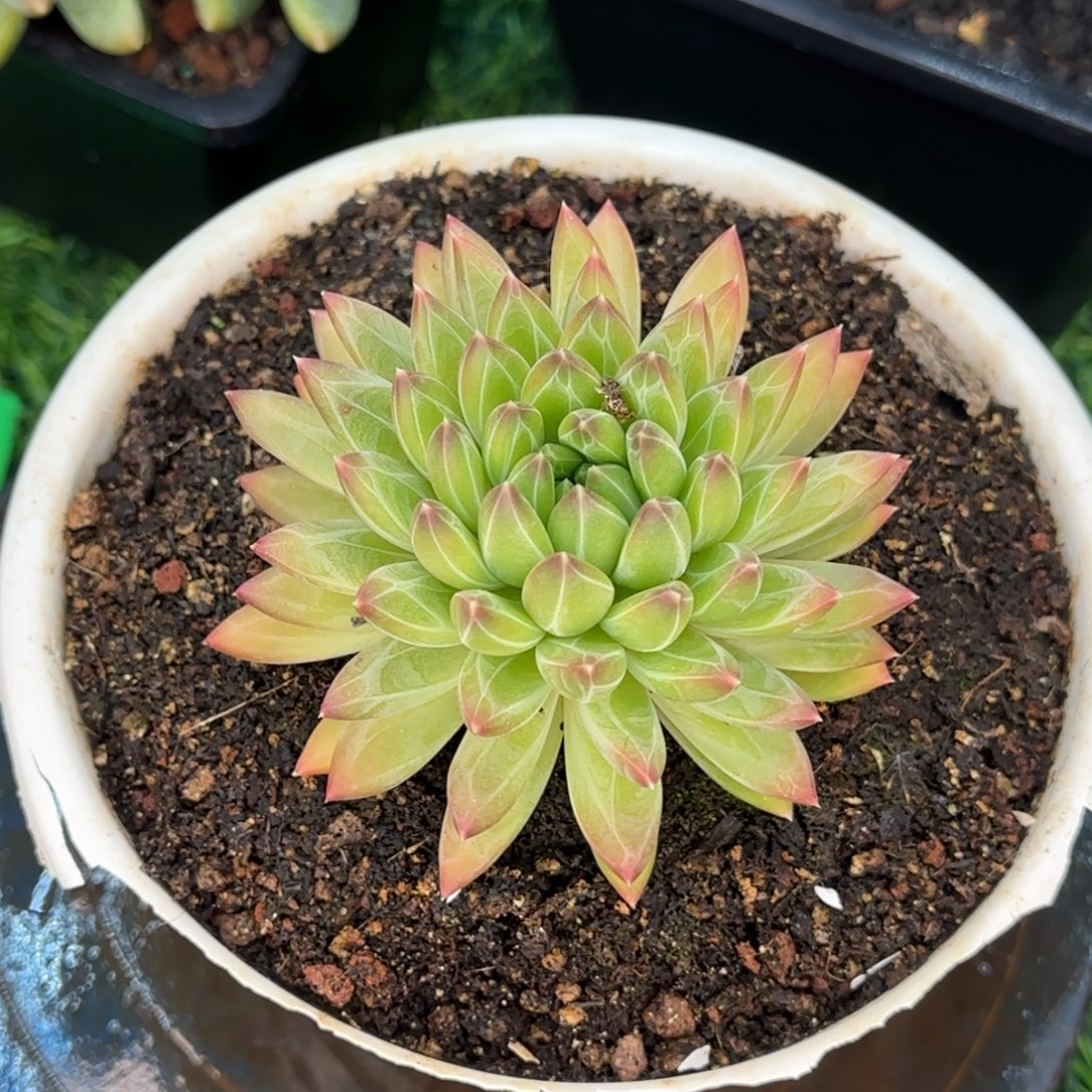 多肉植物多肉植物