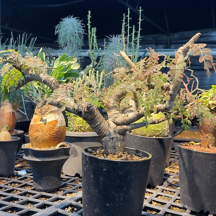 尼勒达乳香 脱土发货 熟桩 福利