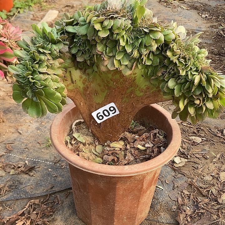 609万缀老板子法师缀