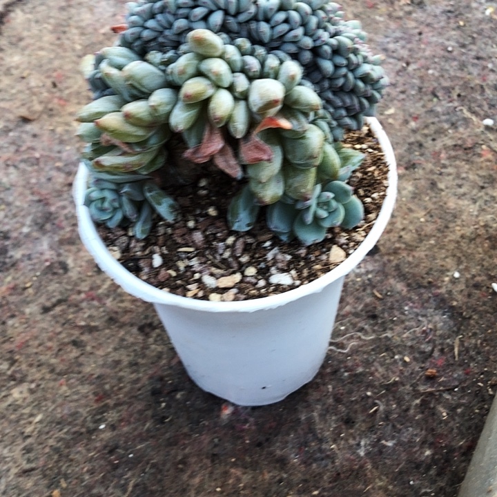 女装专拍多肉植物