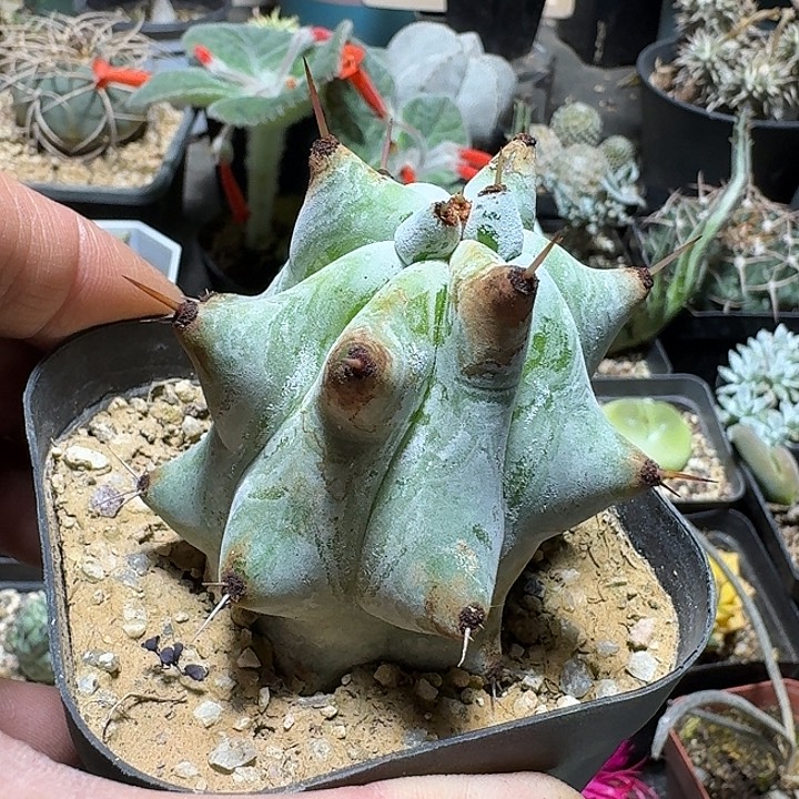 156雷斧阁脱土发货