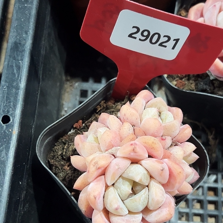 咚***咚糖心      29021号