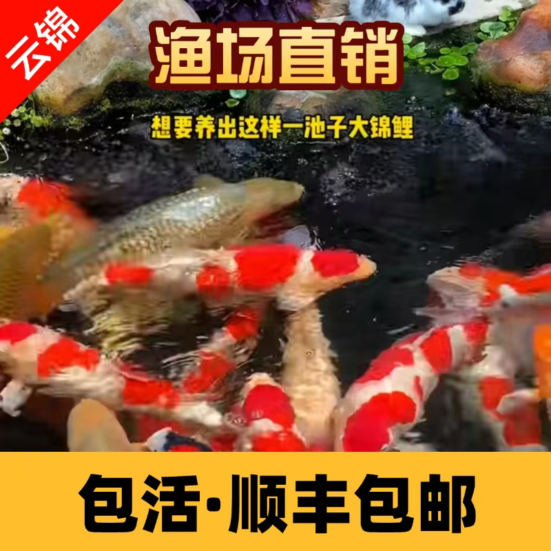 【15-20cm7条主播搭配】纯正血统红白三色黄金白金昭和观赏鱼活体