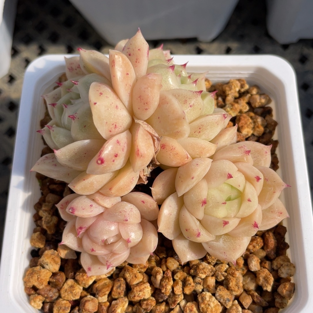 优选石麦多肉福利2795