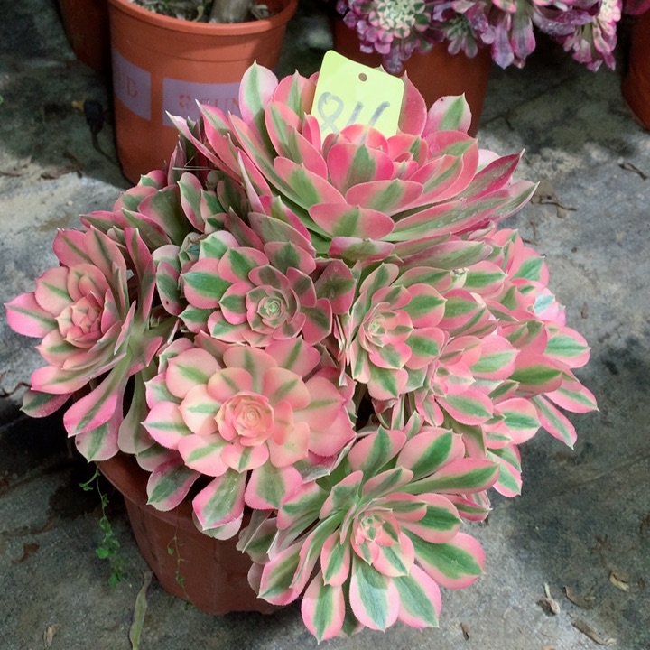 816粉女巫多肉111111