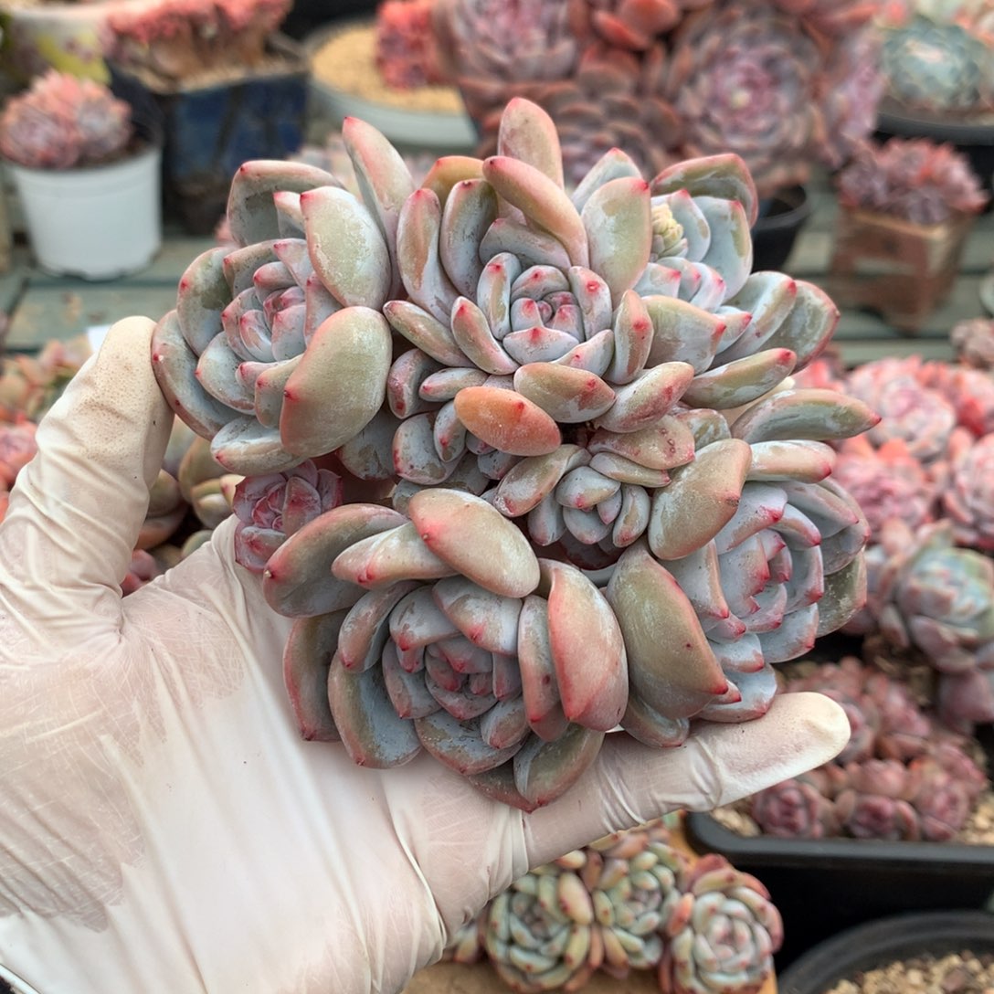 石榴子星影 哈哈哈哈哈哈哈