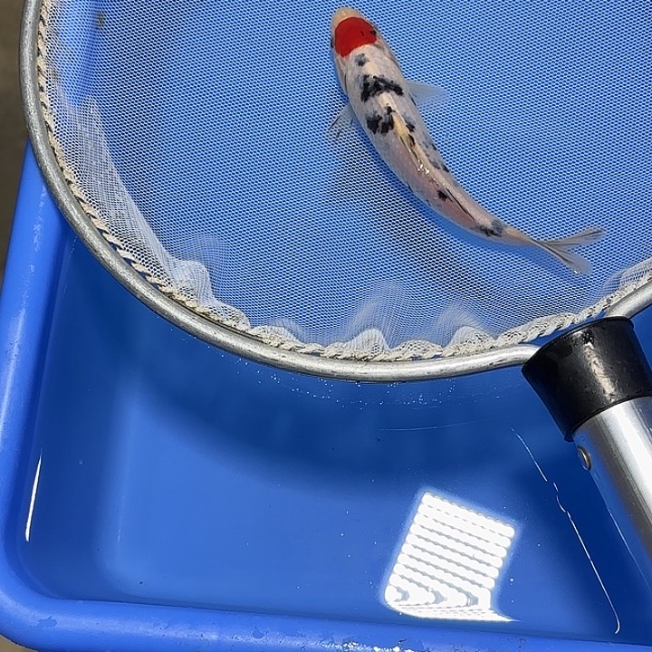 光***.锦鲤武尚锦鲤5号订单