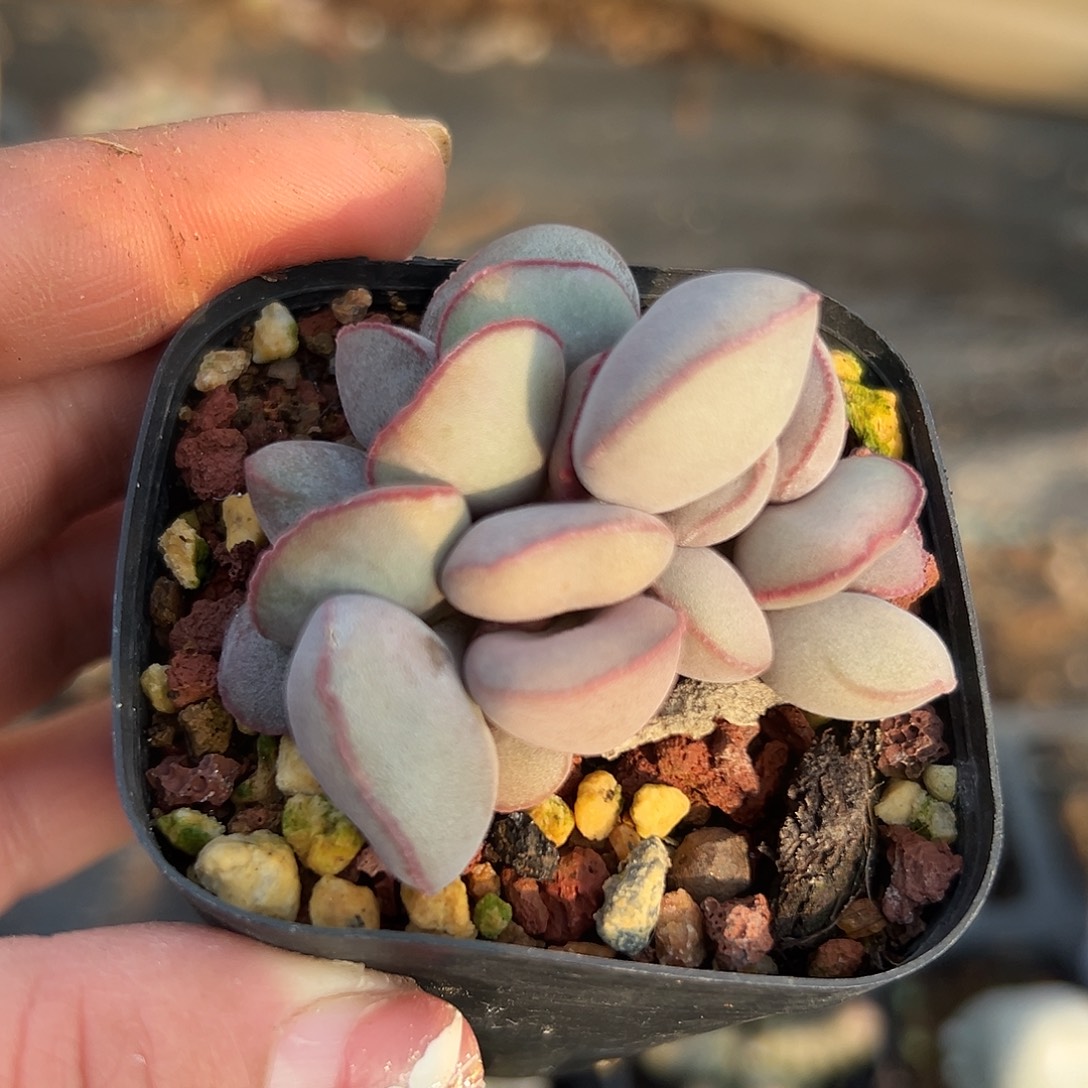 多肉植物红蛋水泡