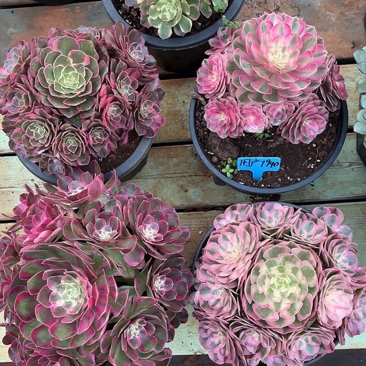 用***07940寄养发货掌心多肉法师锦