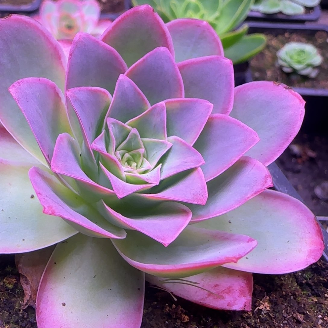 原始黄金玫瑰7厘米12434683