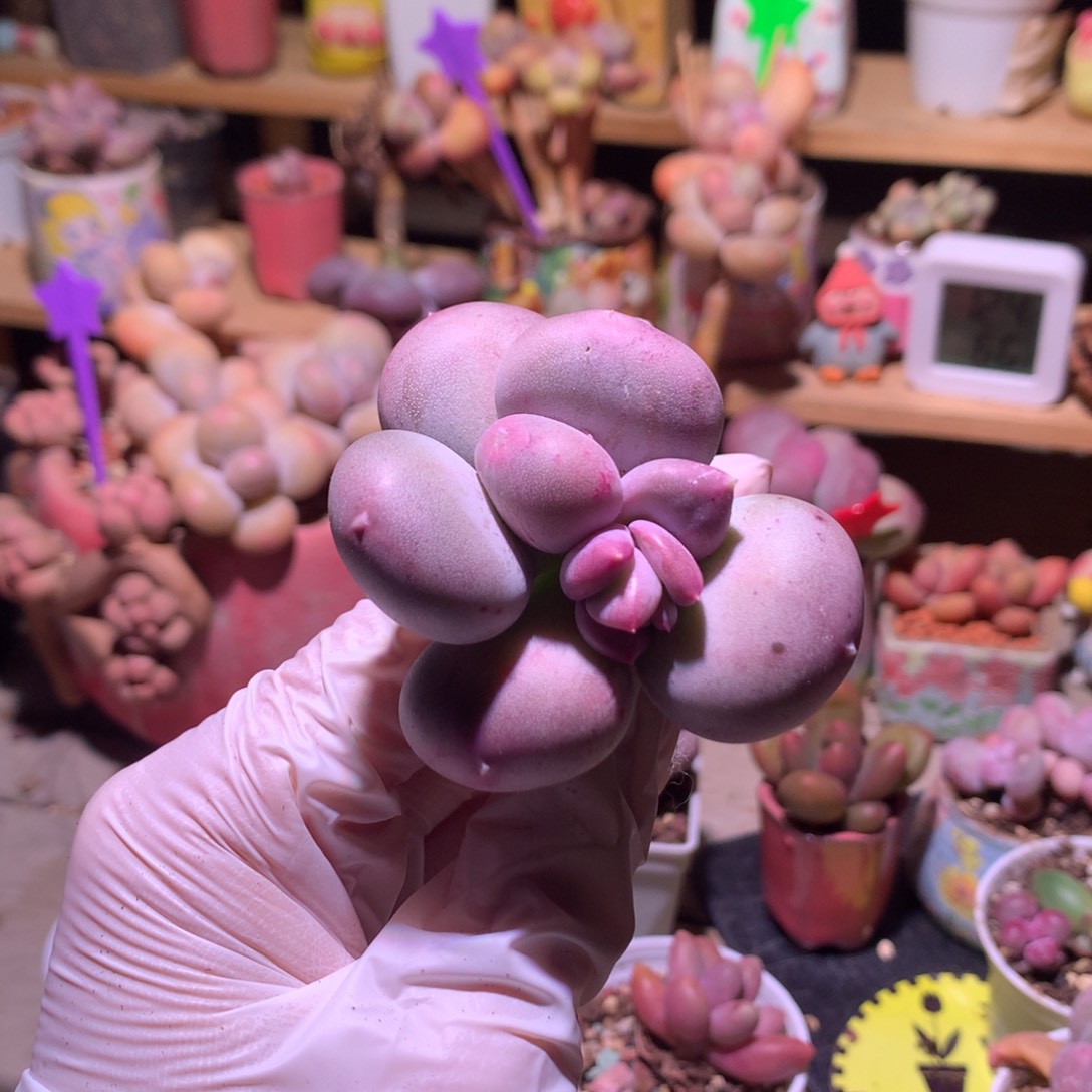 小屁桃奶酪多肉小屁桃