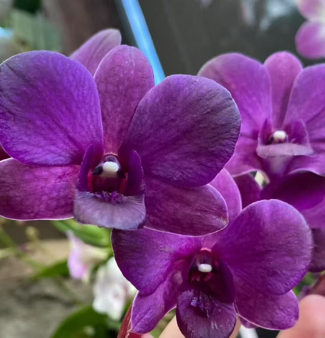 大紫眸 秋石斛紫蓝色中大花 易养新手气生根植物花叶不包损不售后