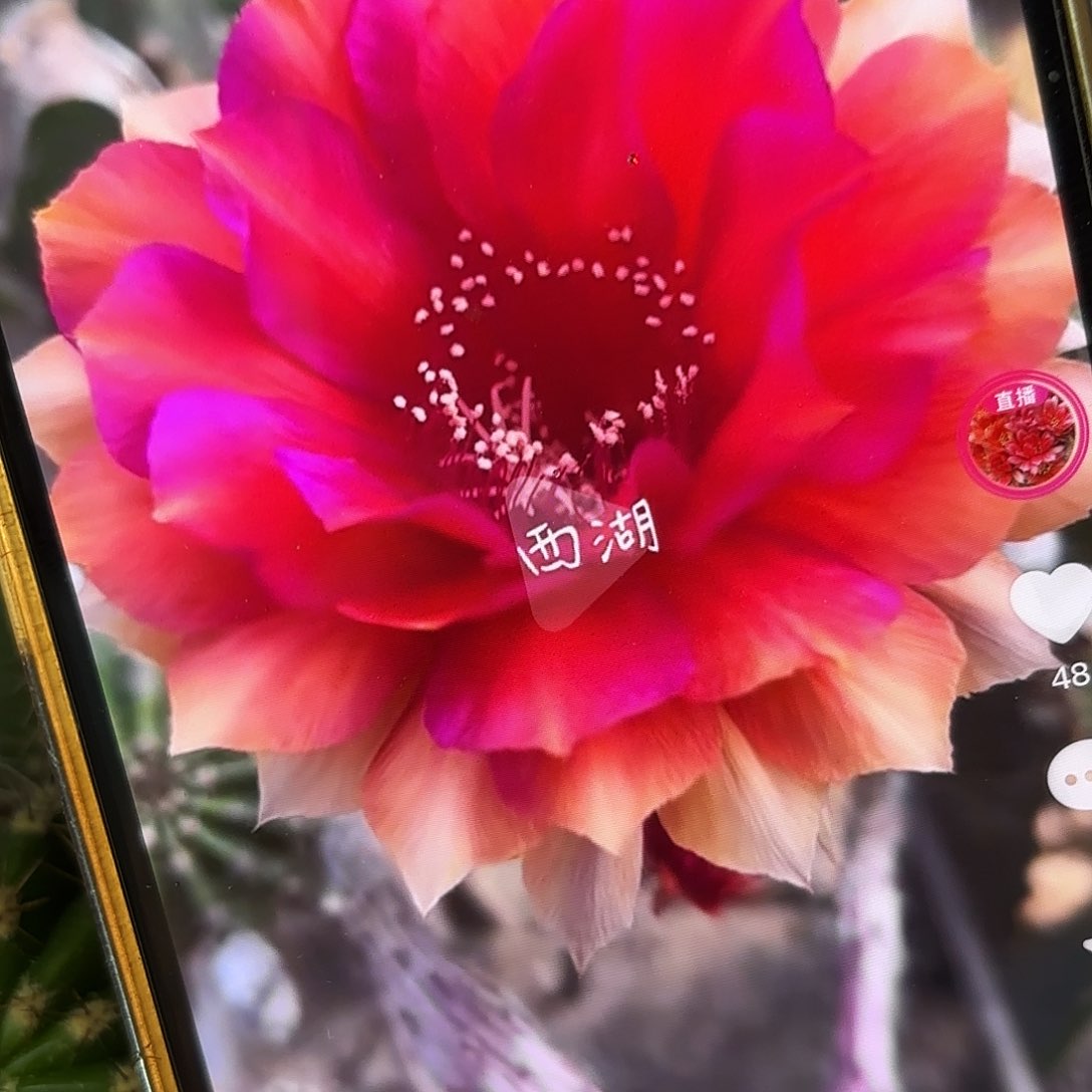 辣椒彩侧牙20包邮20