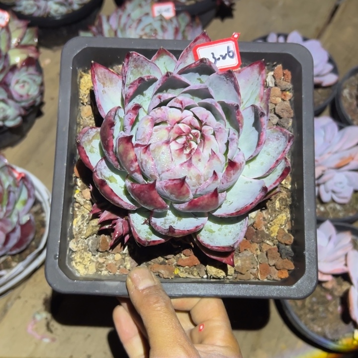 冰***水精品多肉植物老桩惊鸿仙子