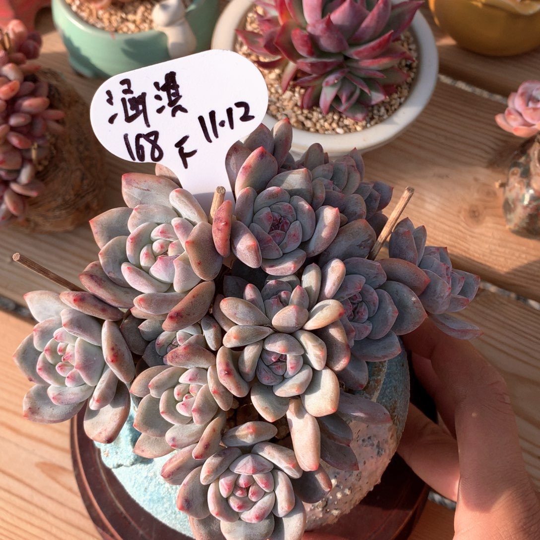 涵***淇星影多头群有摘心一物一拍整群