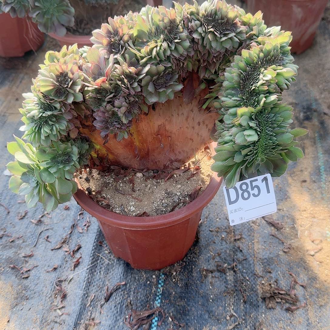 851万缀一颗呀呀