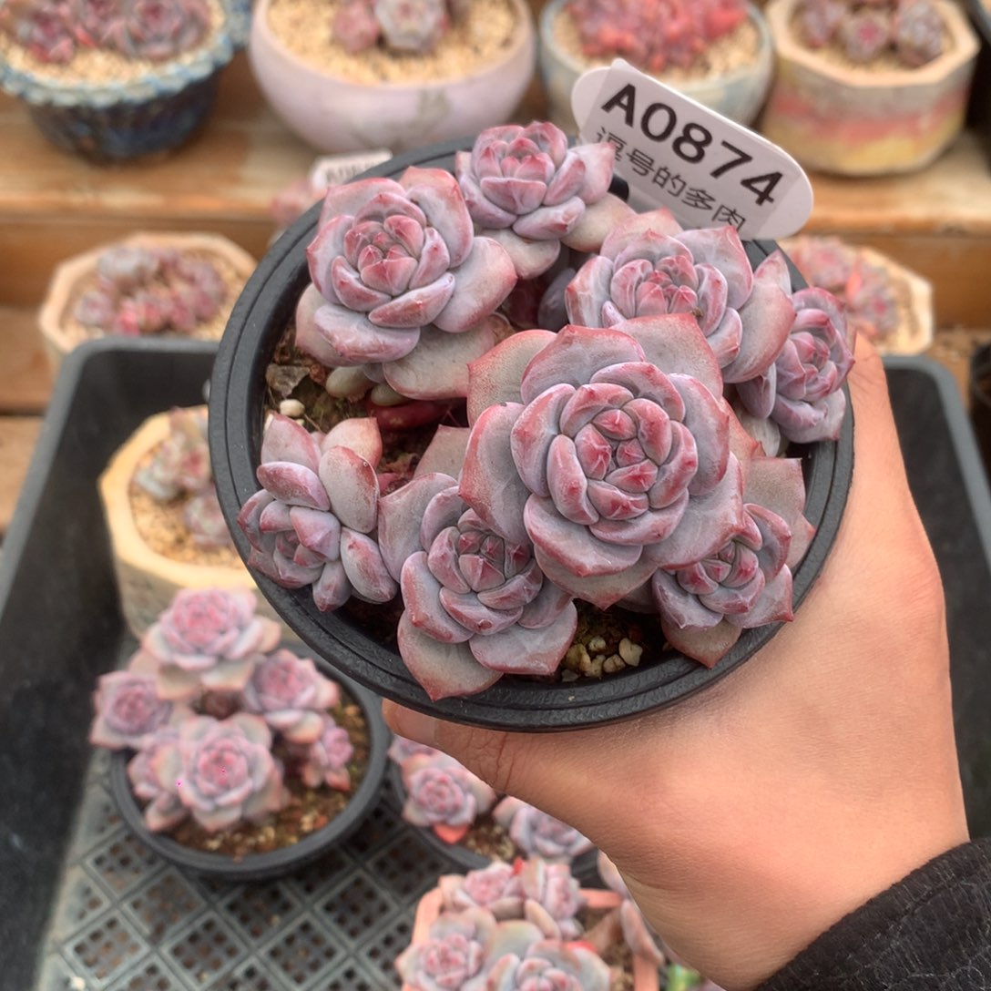 A0874 突尼斯 小树 有砍 11cm