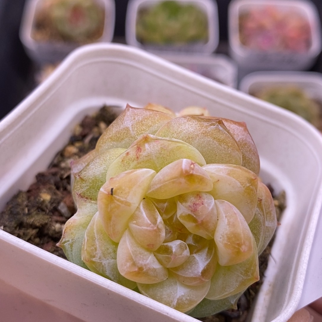 【闪购商品】22-185