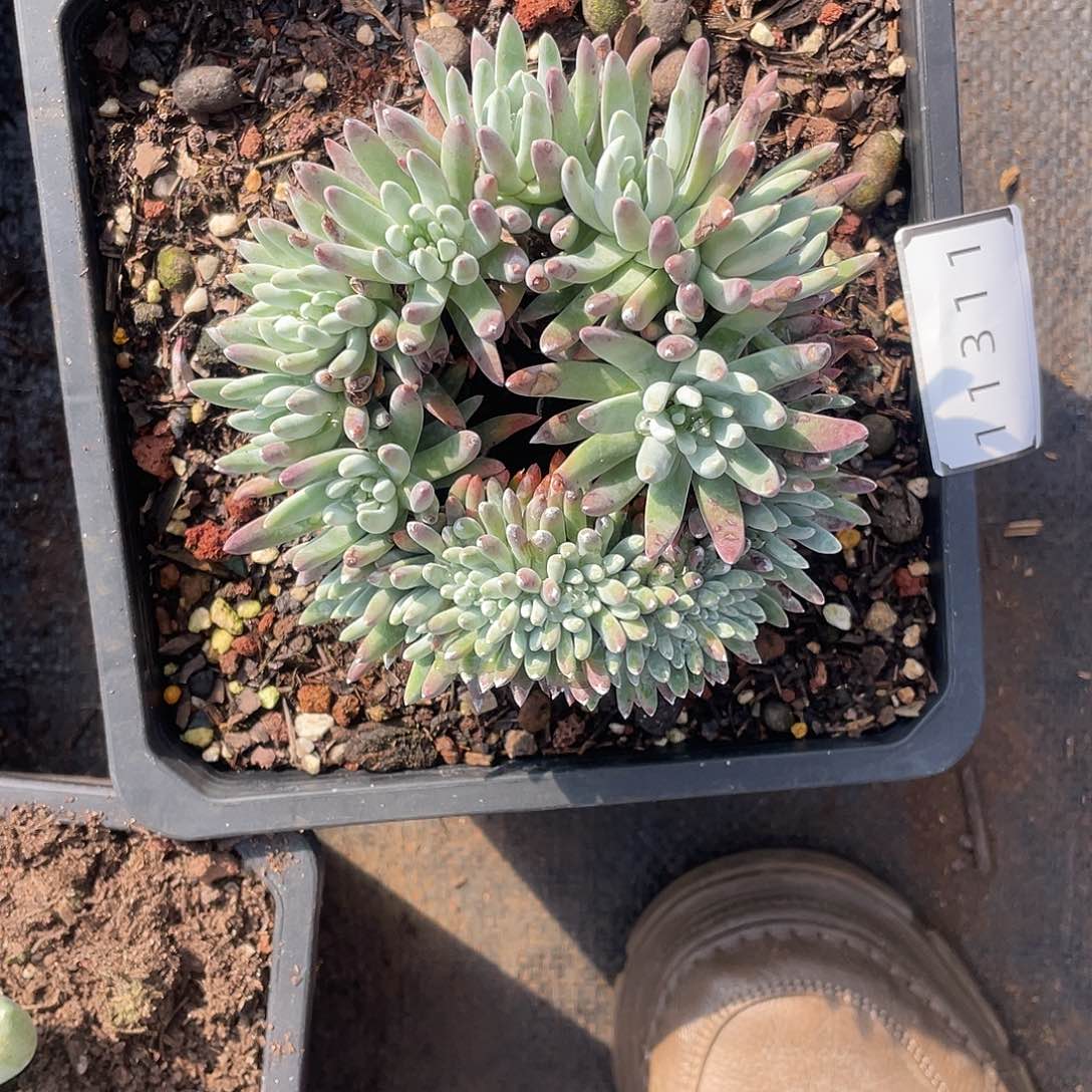 爱****子缀化仙女杯多头11311