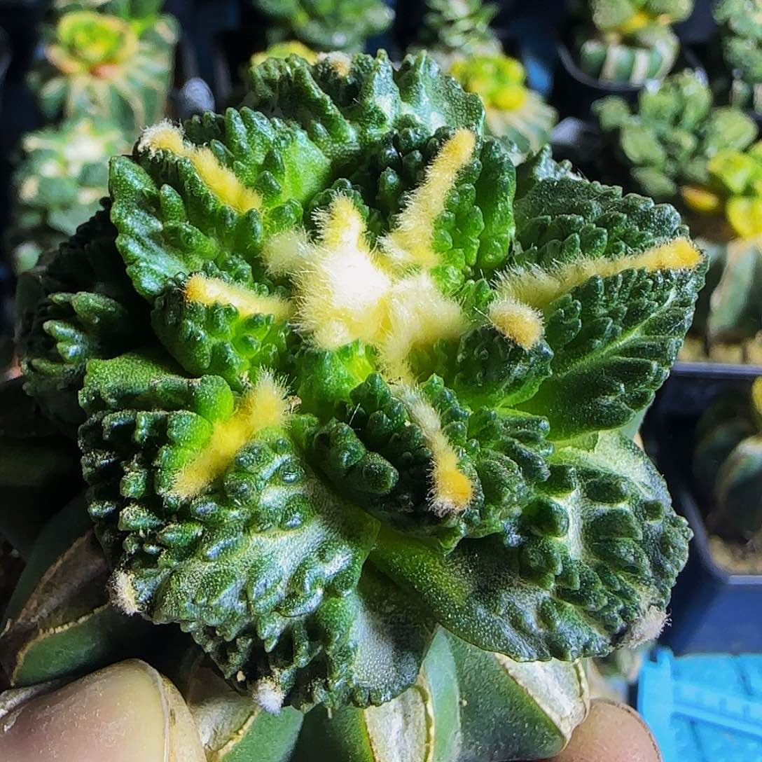 中筋哥斯拉770仙人球