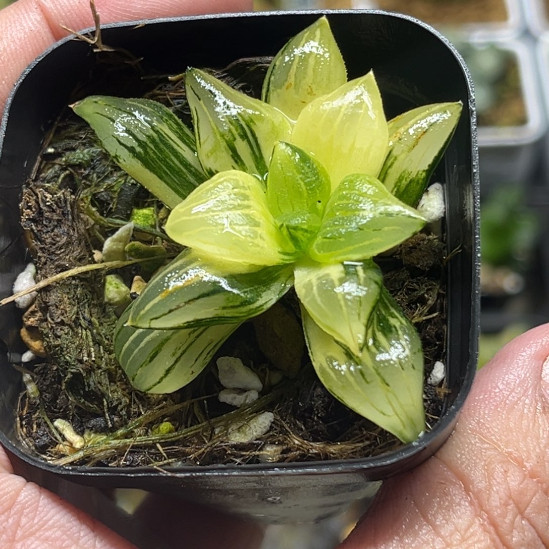 292红纹寿锦头家多肉十二卷