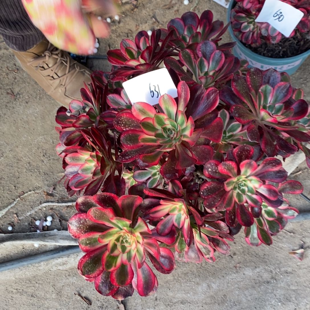 不开花植物631号丽娜多肉1颗