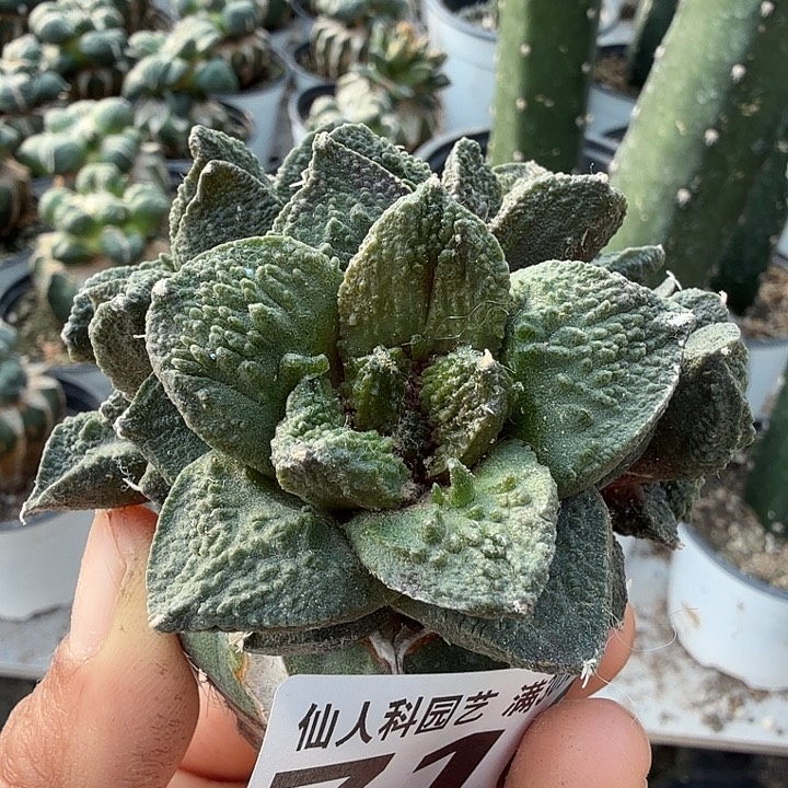 无花朵710群头辛顿哥斯拉