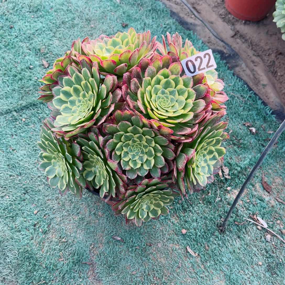 022朝霞锦丛林多肉植物