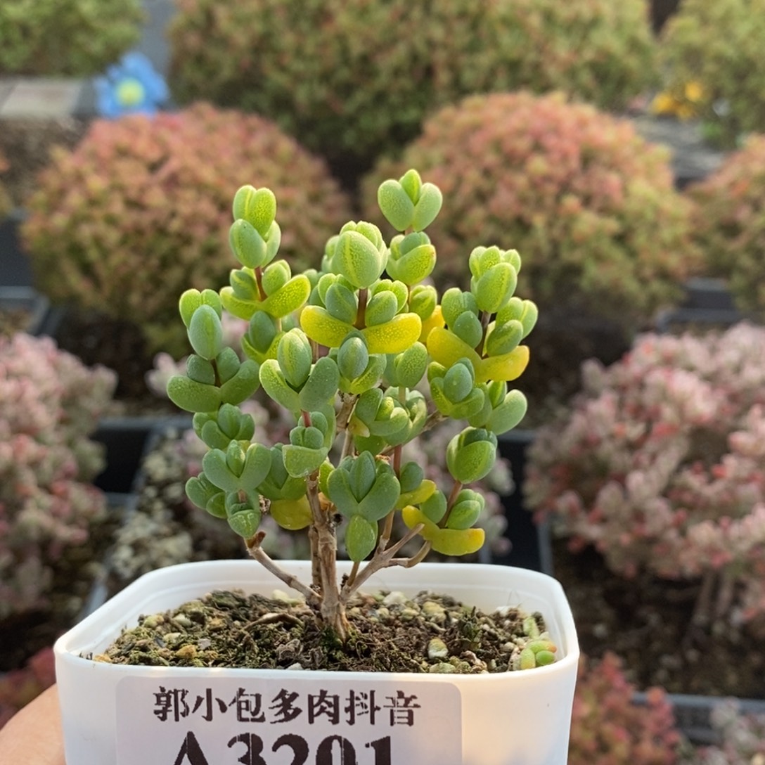 阿****元宝枝干番杏3201枝干番杏