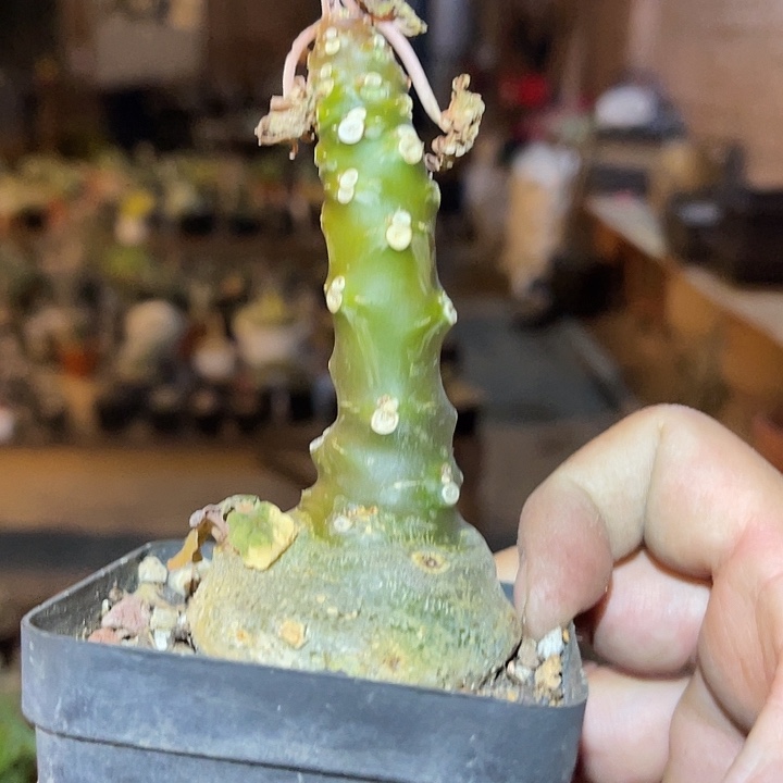 满38包邮2天凑单，脱土晾根发货多肉植物