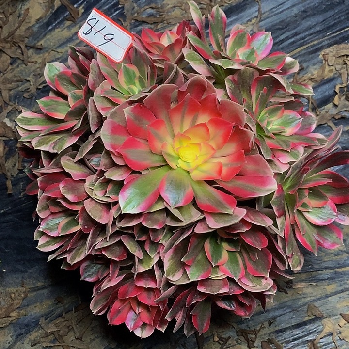 布加迪老桩捧花819号