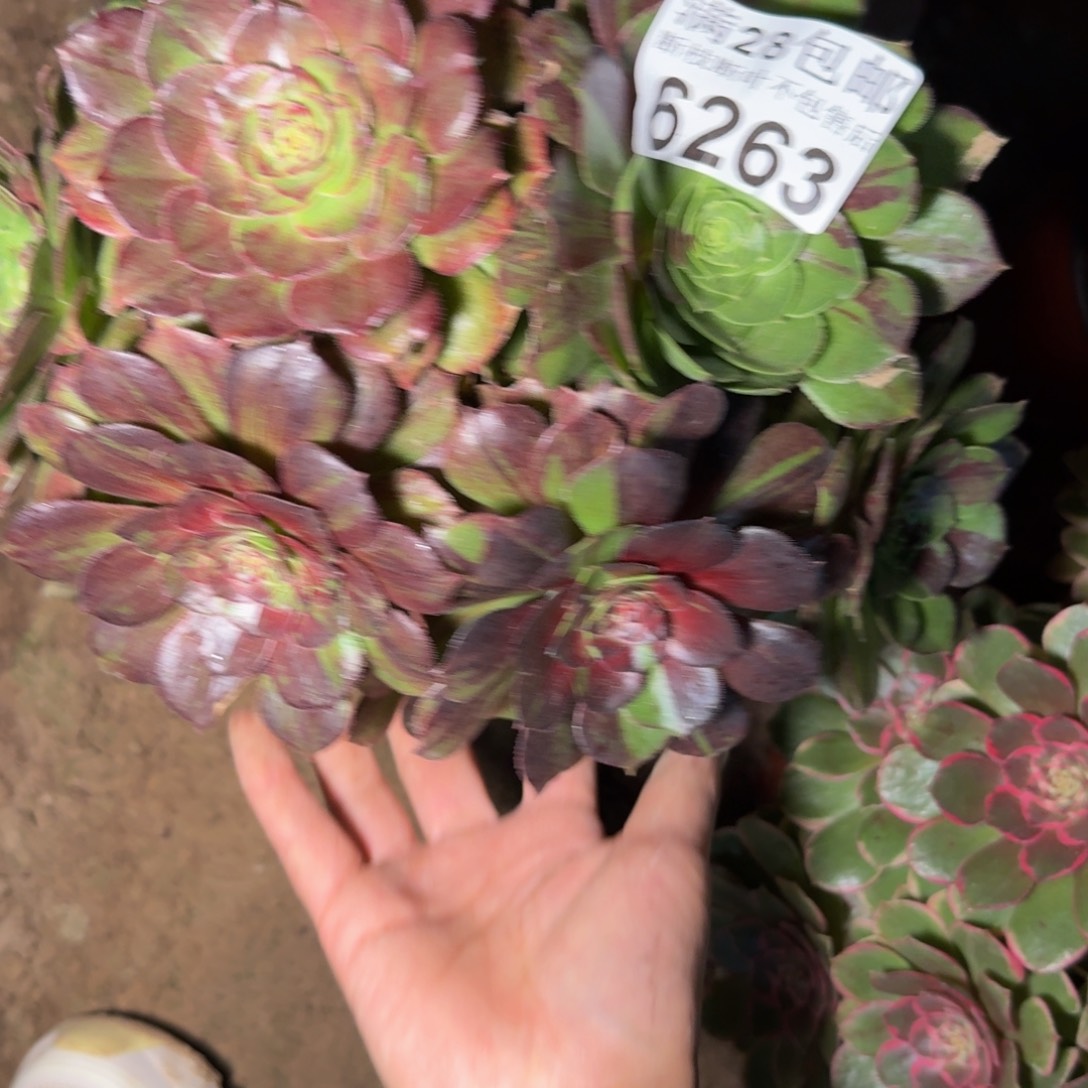 6263花月夜多肉植物