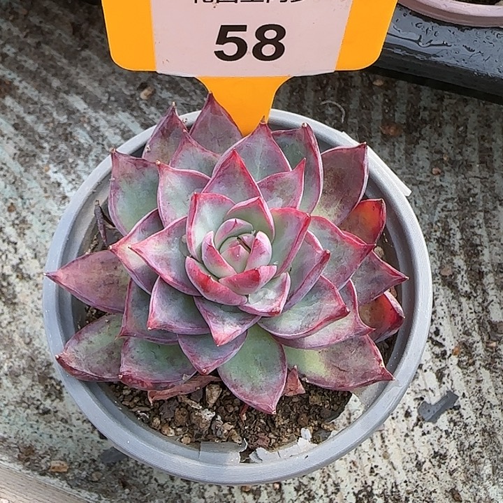 58 惊鸿仙子多肉植物6-9cm