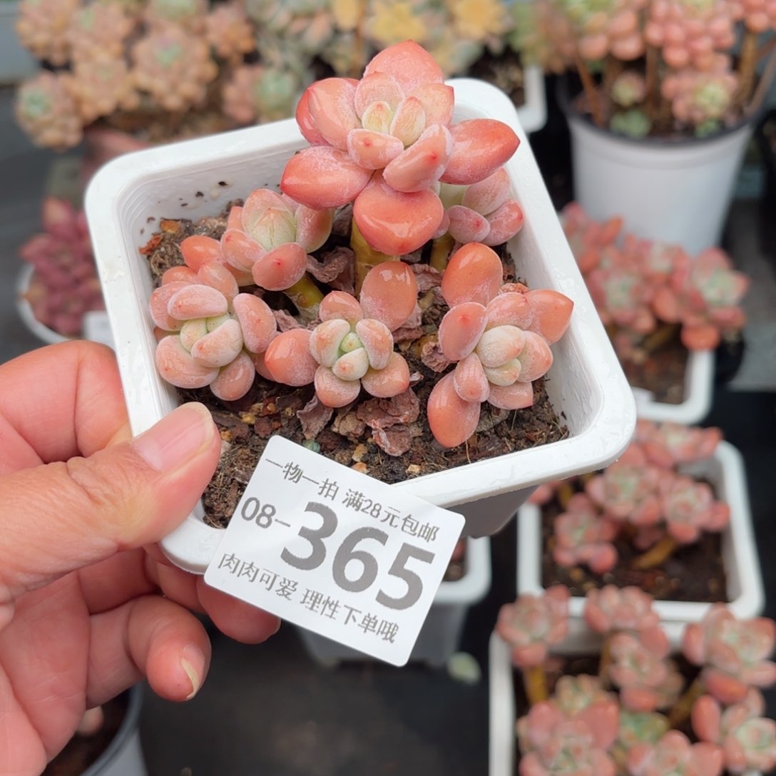 红洛神多肉多肉多肉