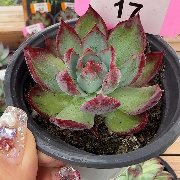 17 惊鸿仙子多肉植物
