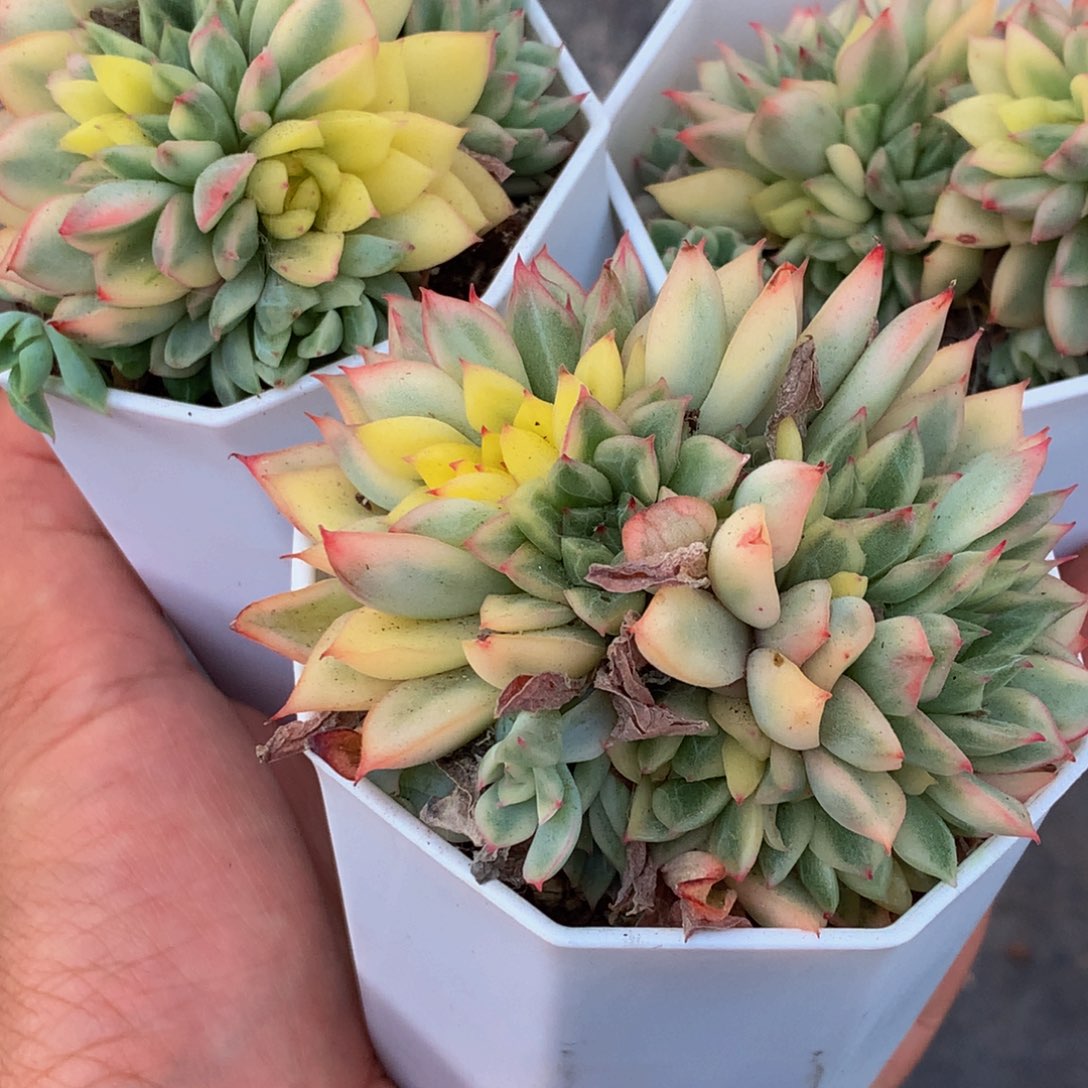 女雏锦2颗 （满9.99包邮不满9.99发叶子）