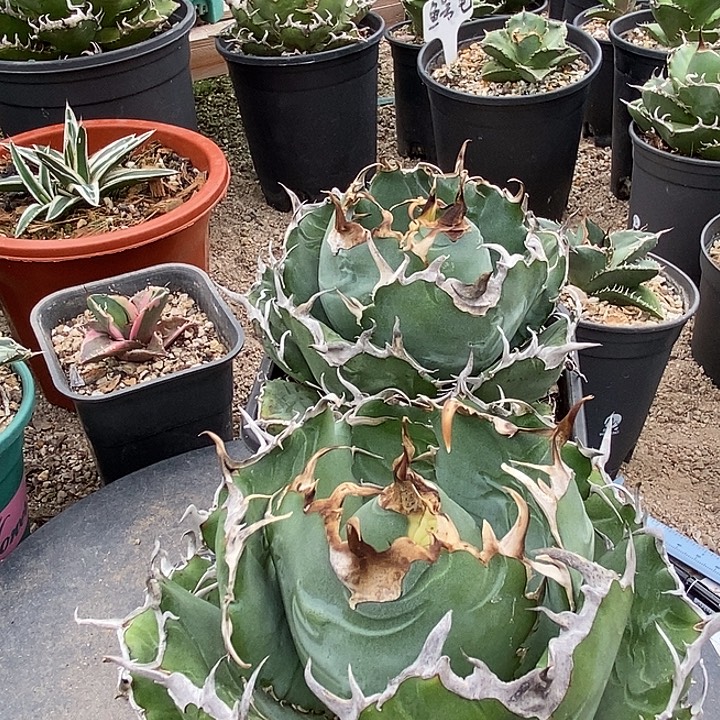 魔***宋白鲸。         两个