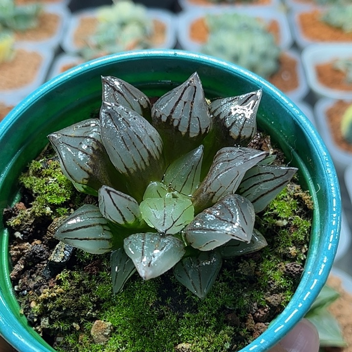 十二卷多肉西瓜寿