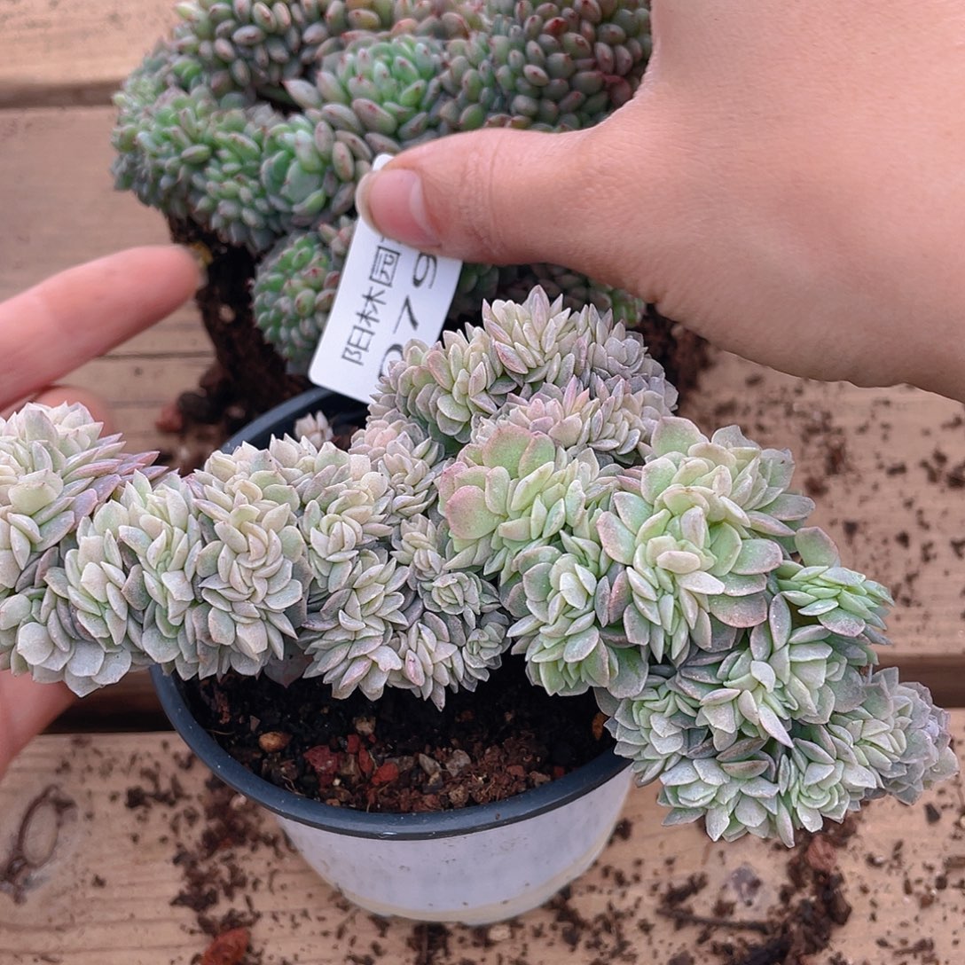 美***姐多肉植物多肉植物791