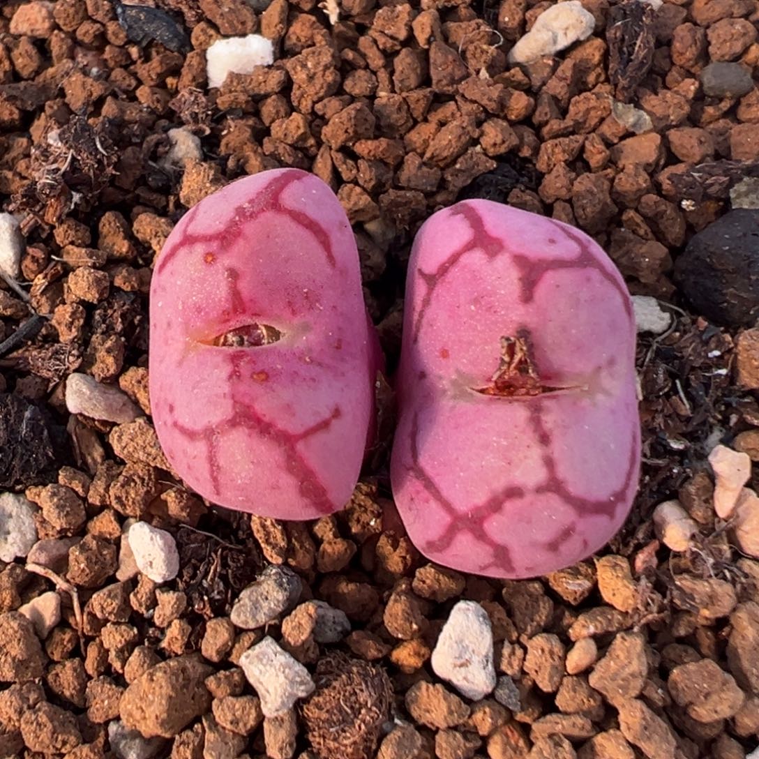 7005多肉植物百科猴