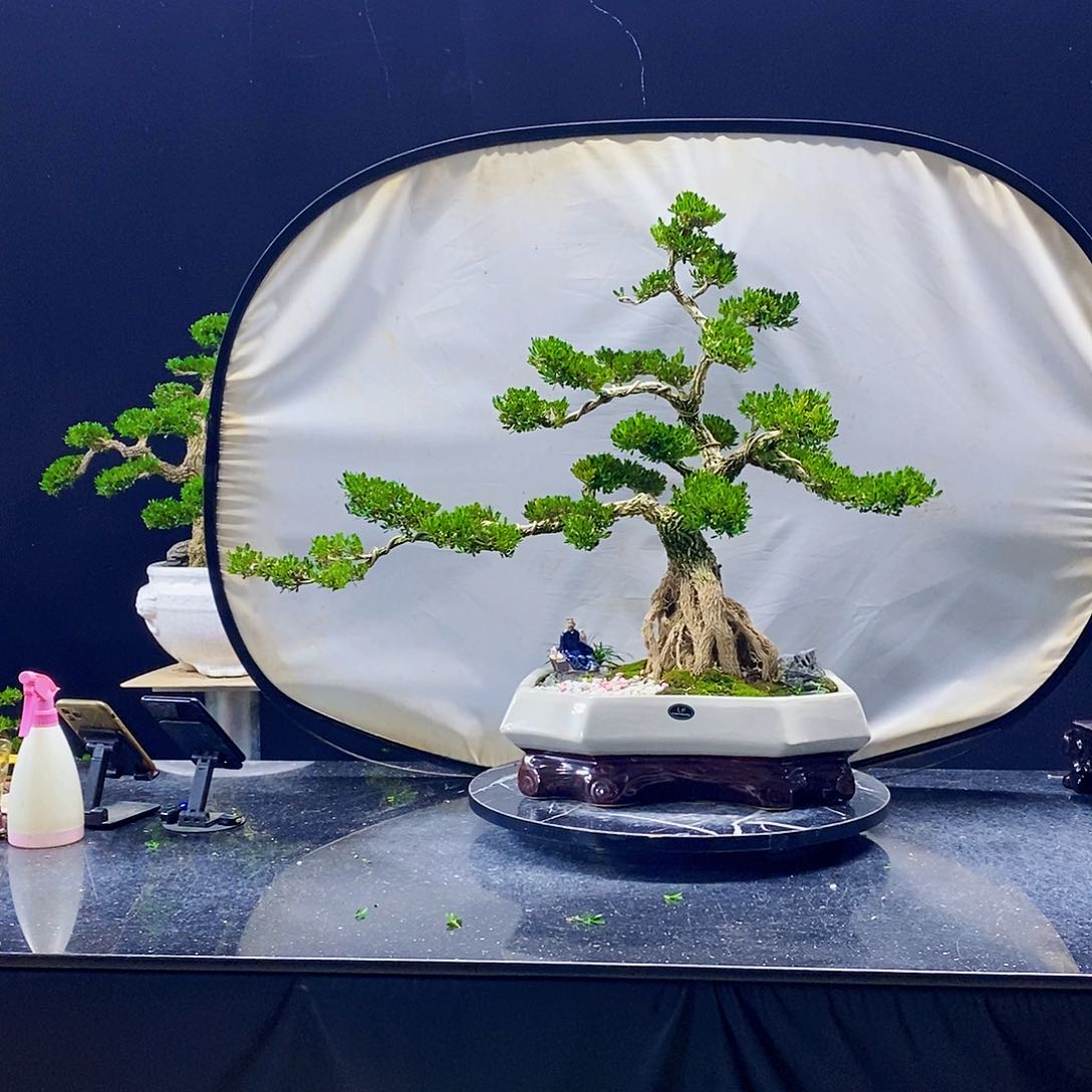 无花朵黄杨盆景造型