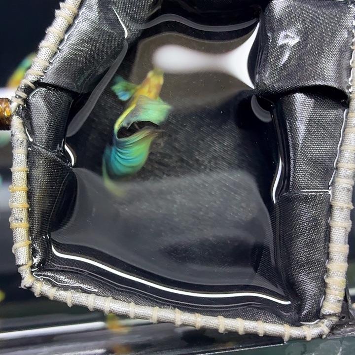 孔雀鱼黄化蓝礼服欧意一对