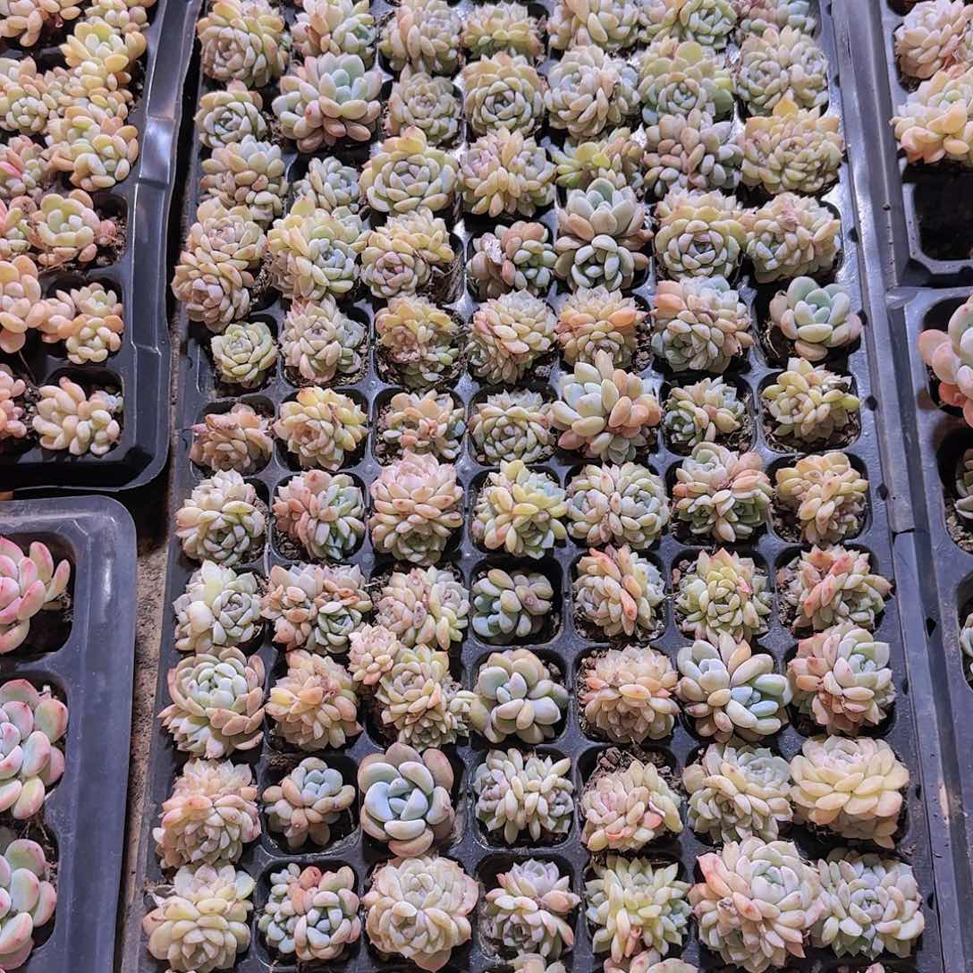 直播一物一拍多肉208